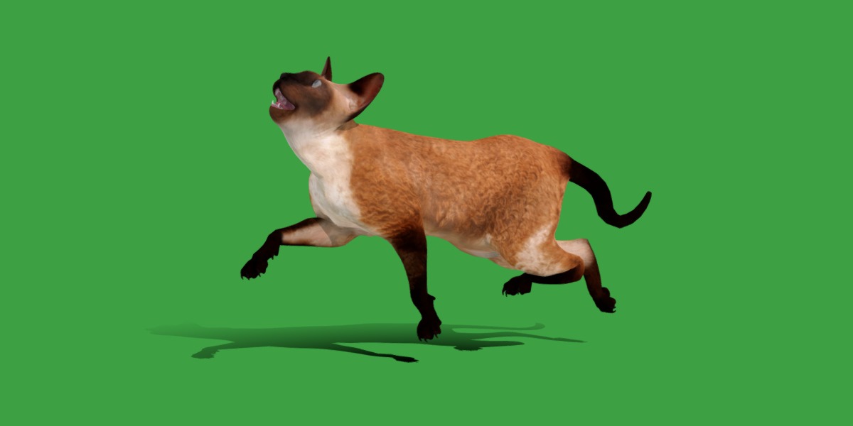 Devon Rex Cat Low-poly 3D model_32