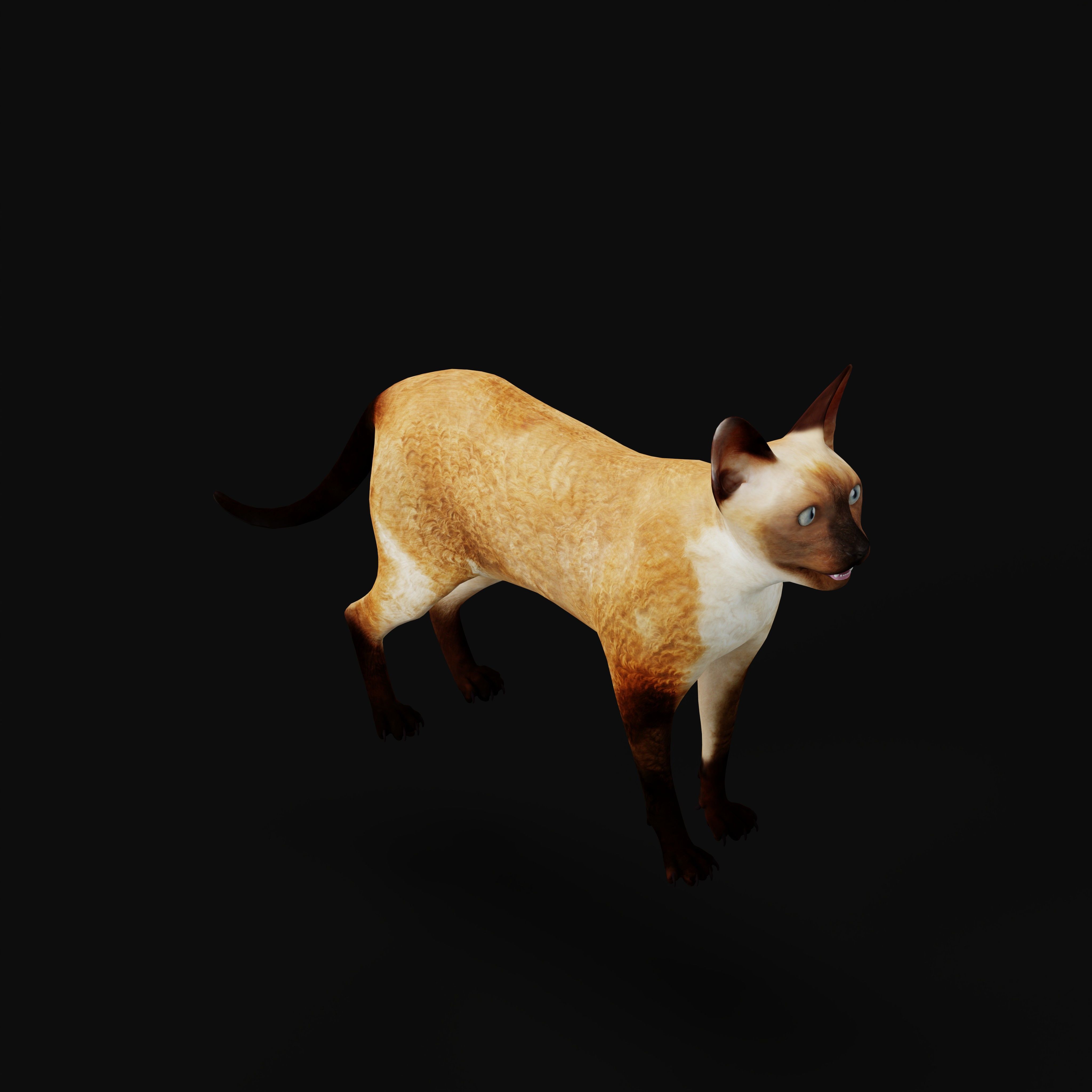 Devon Rex Cat Low-poly 3D model_6