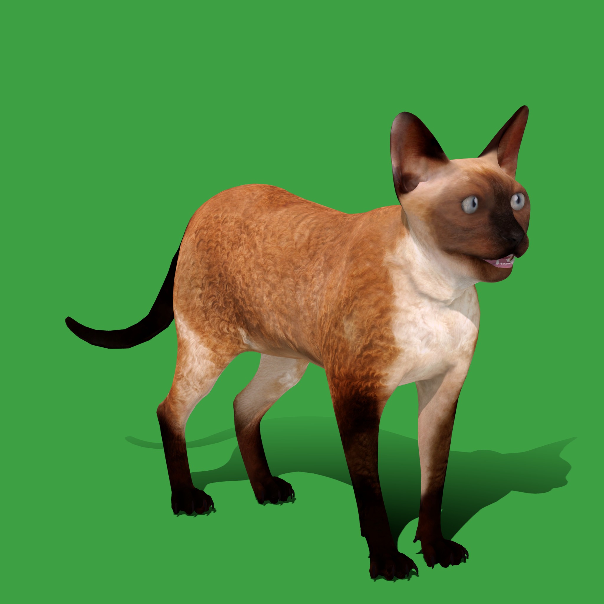 Devon Rex Cat Low-poly 3D model_20