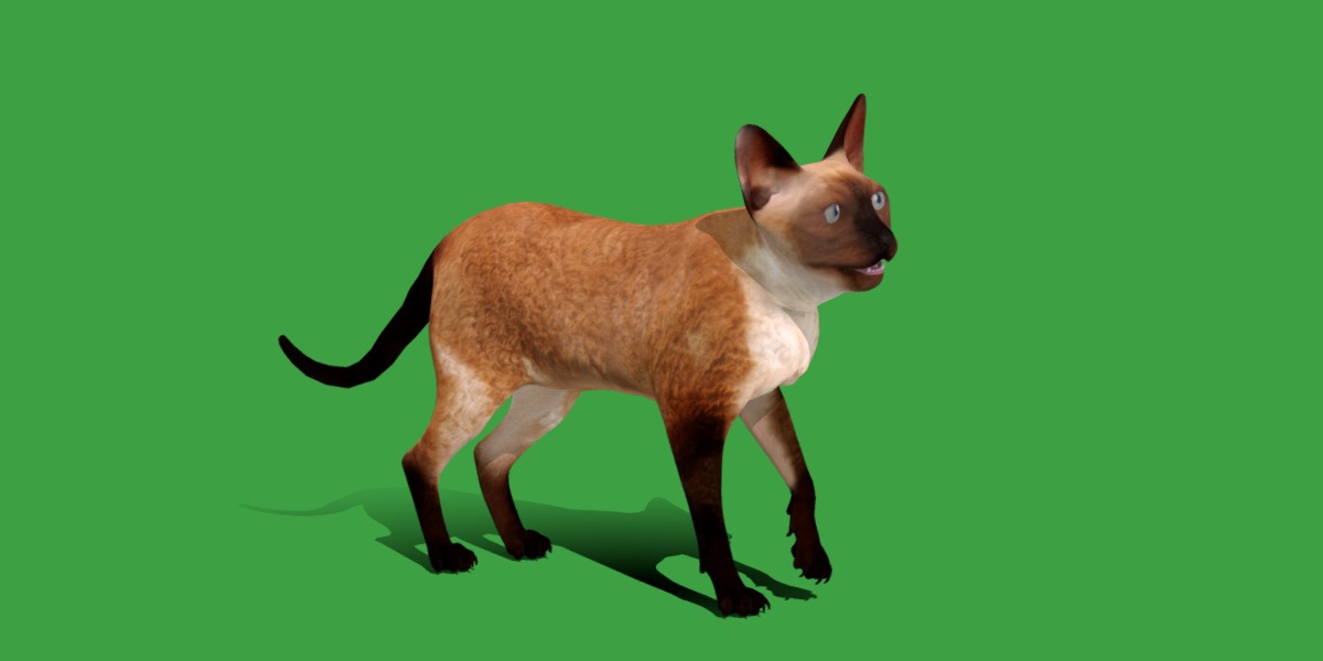 Devon Rex Cat Low-poly 3D model_2