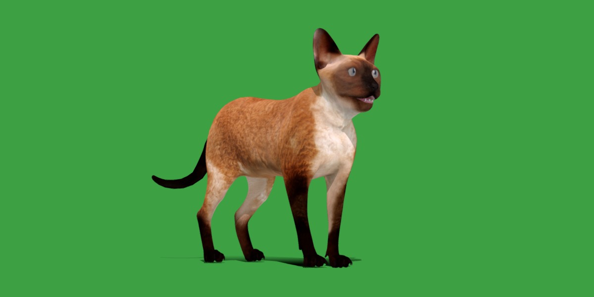 Devon Rex Cat Low-poly 3D model_27
