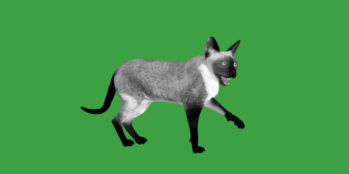 Devon Rex Cat Low-poly 3D model_36