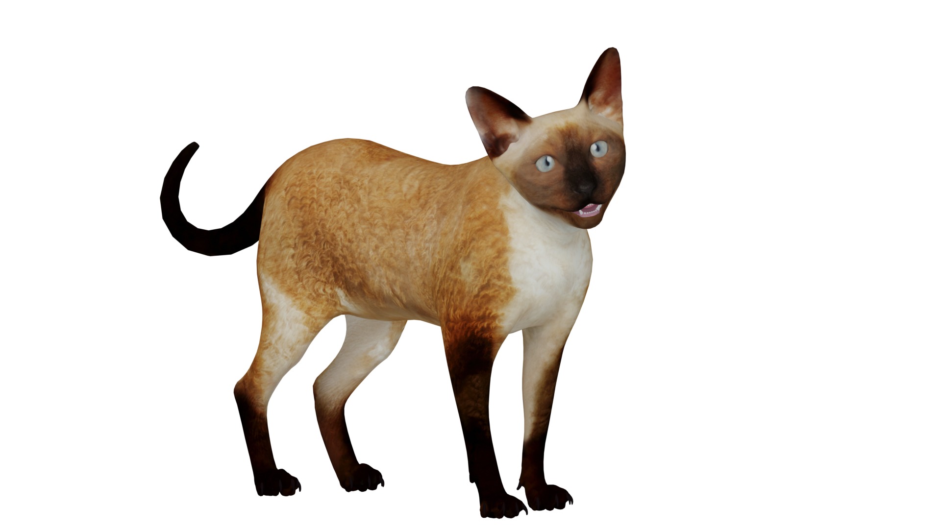 Devon Rex Cat Low-poly 3D model_35
