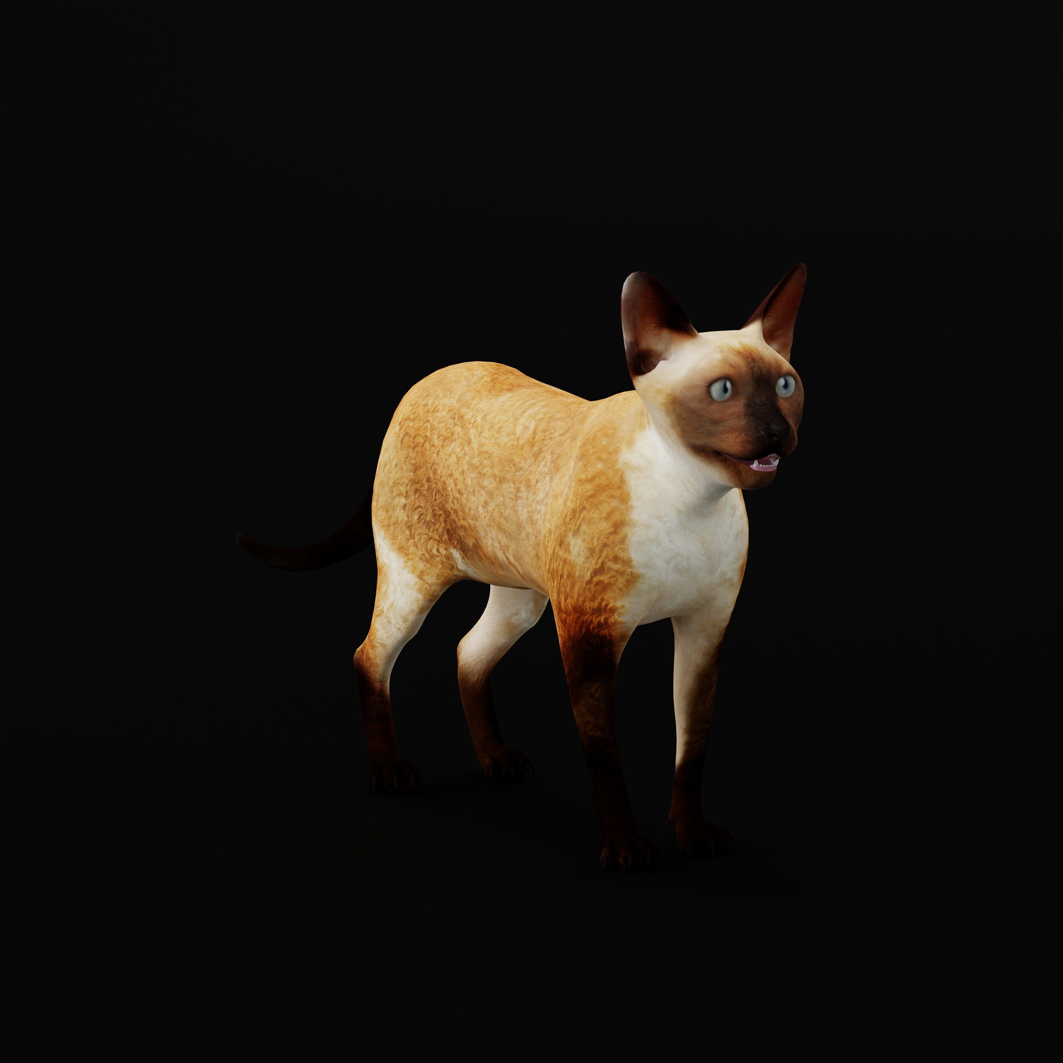 Devon Rex Cat Low-poly 3D model_8