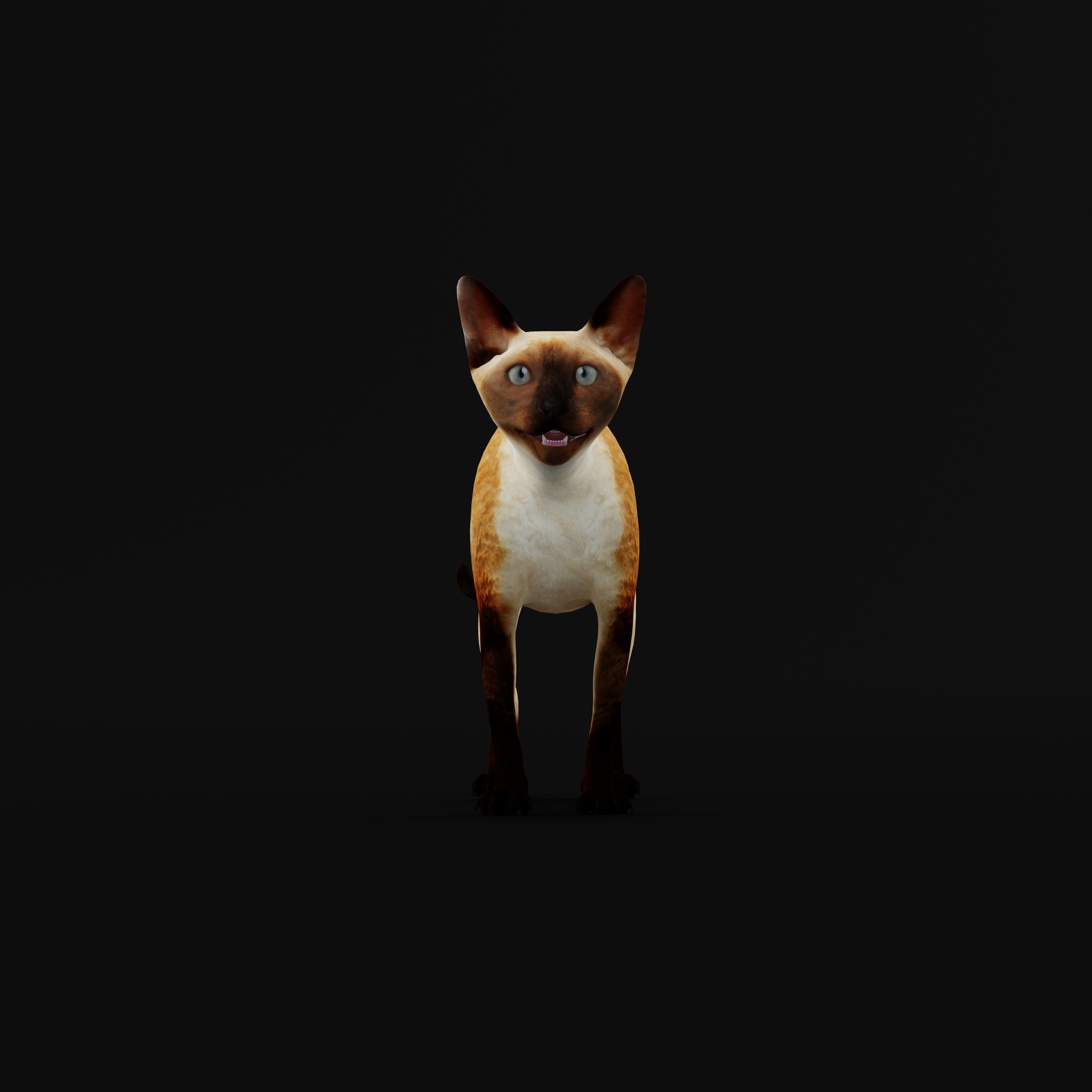 Devon Rex Cat Low-poly 3D model_3