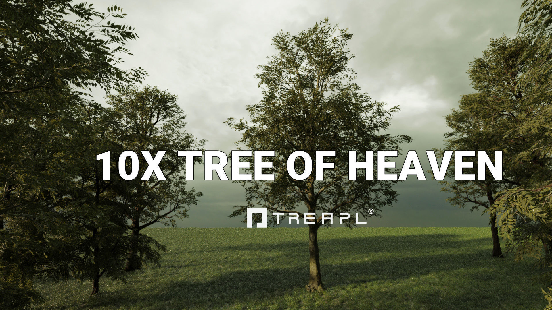 110X Hyper Trees by Treapl 3D model_11