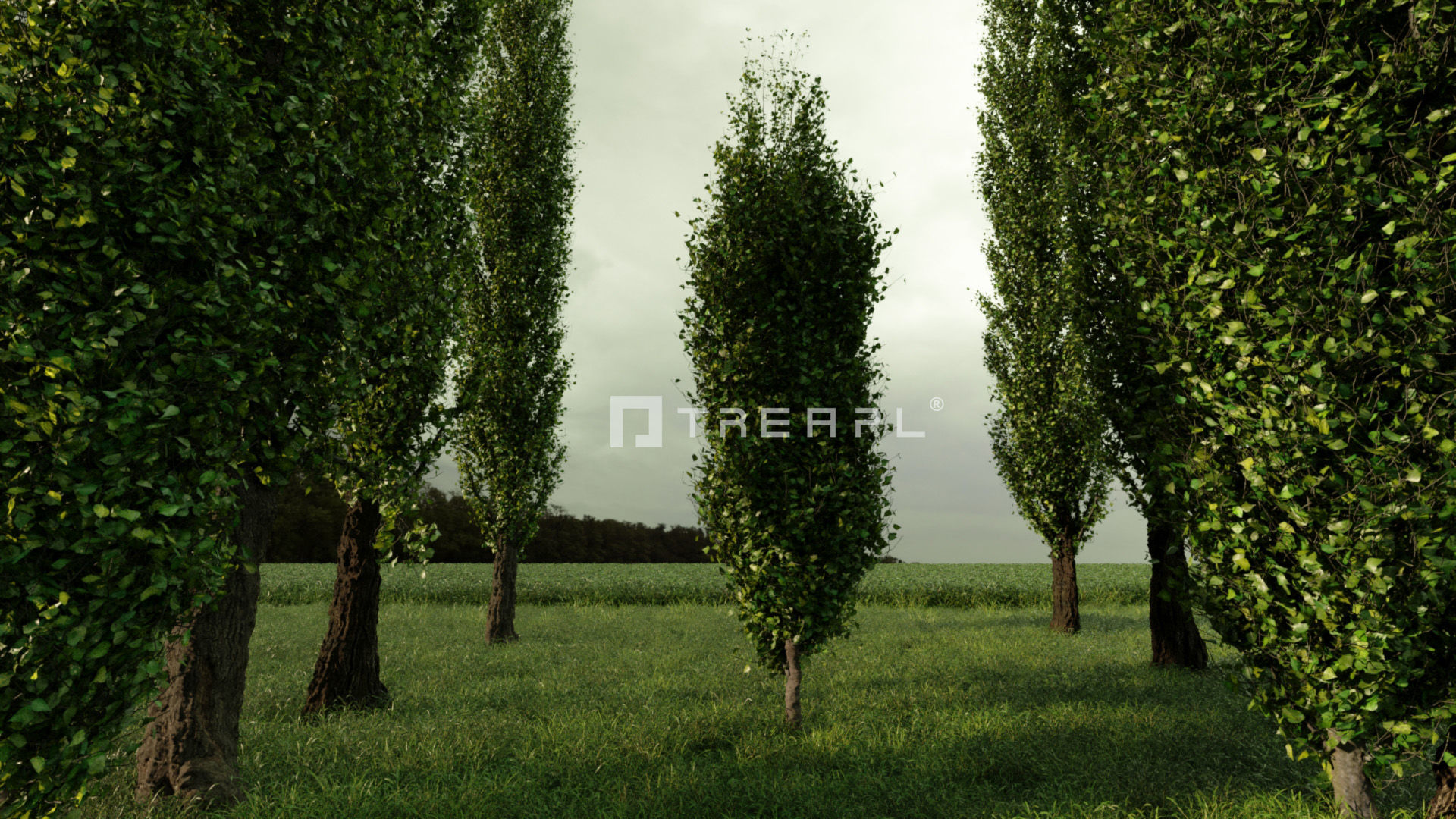 110X Hyper Trees by Treapl 3D model_115
