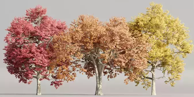 Autumn Maple Tree Variants Vol 147 - Optimized for Blender
