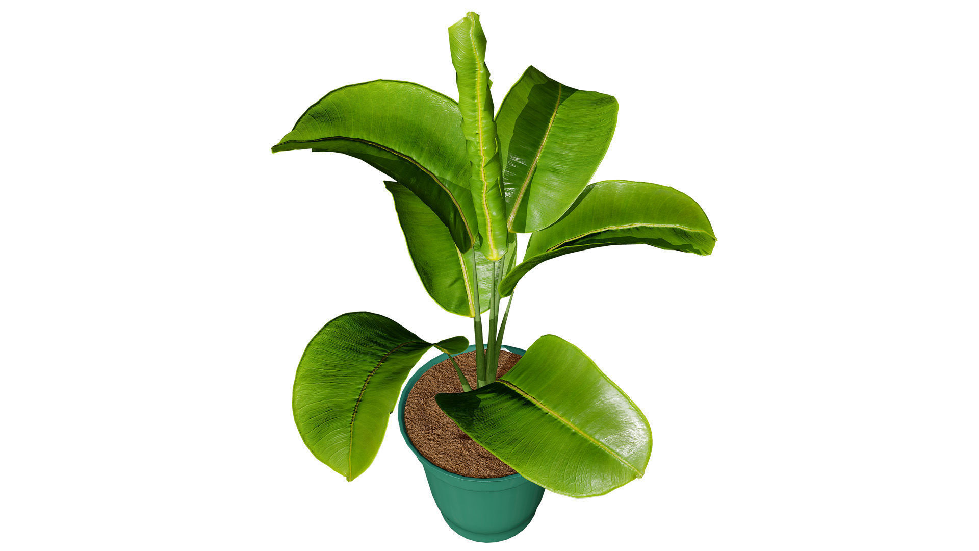 Indoor Potted Plants 3D Model Low-poly 3D model_7