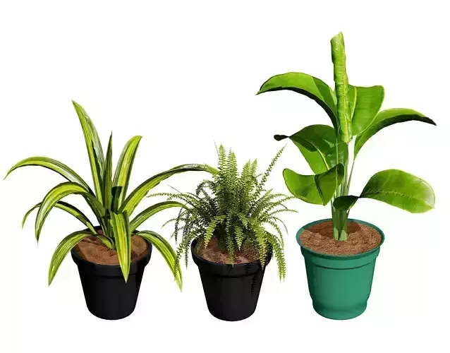 Indoor Potted Plants 3D Model Low-poly 3D model