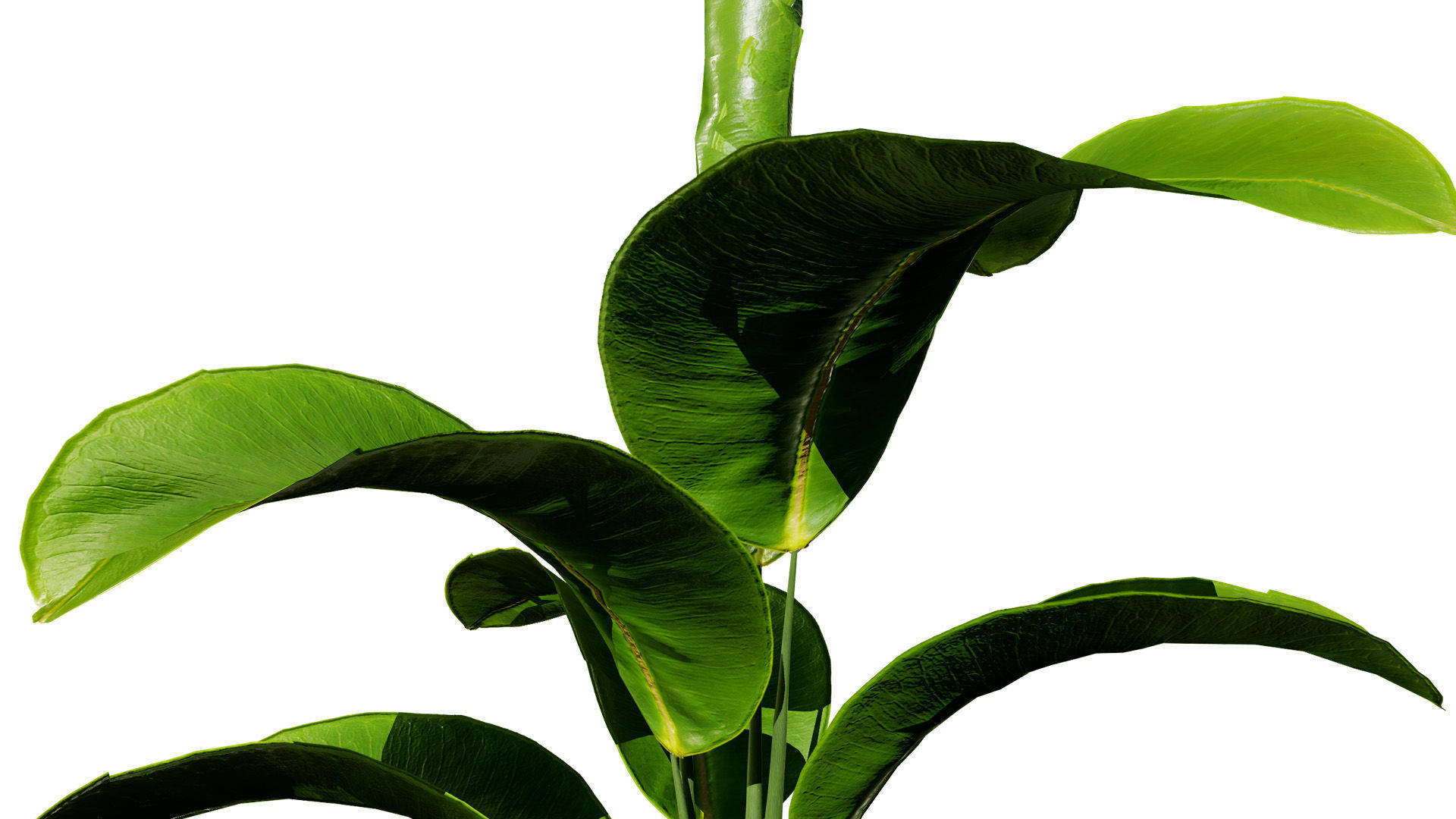 Indoor Potted Plants 3D Model Low-poly 3D model_4