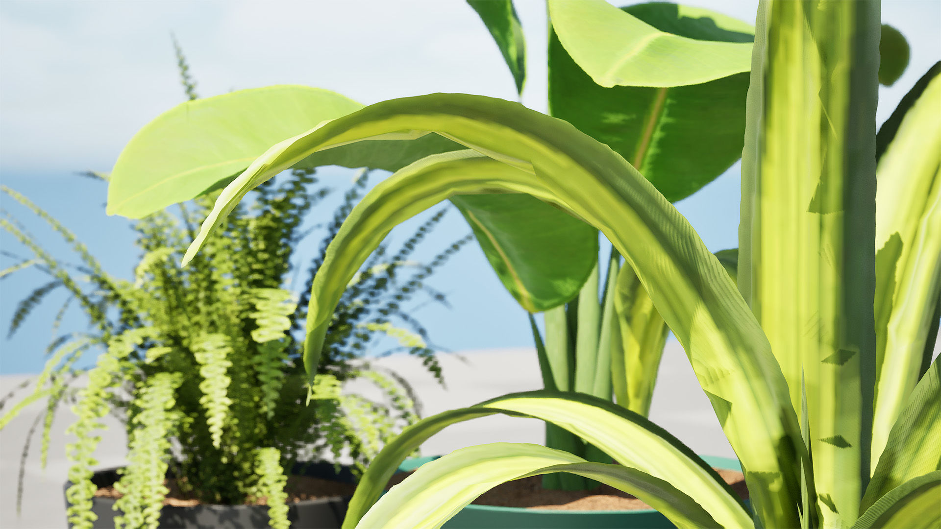 Indoor Potted Plants 3D Model Low-poly 3D model_17