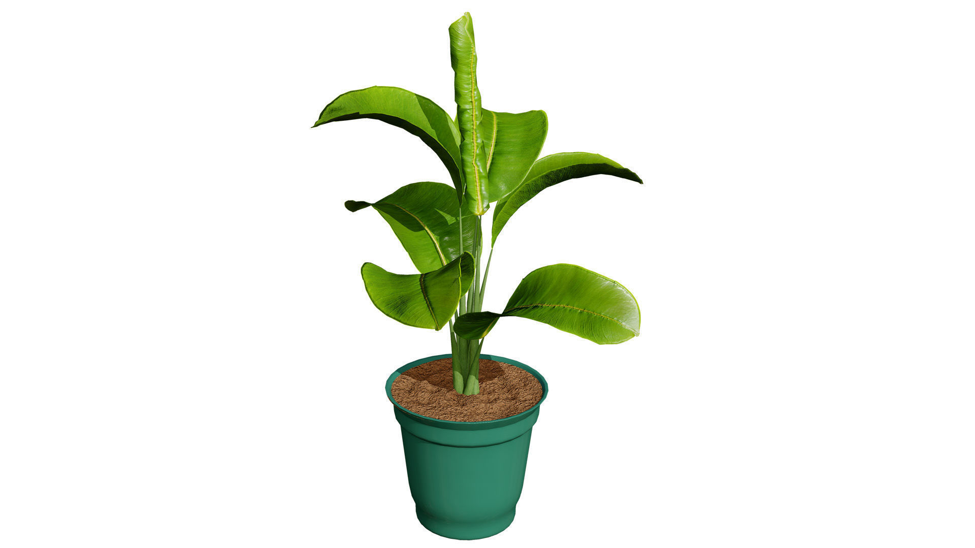 Indoor Potted Plants 3D Model Low-poly 3D model_5