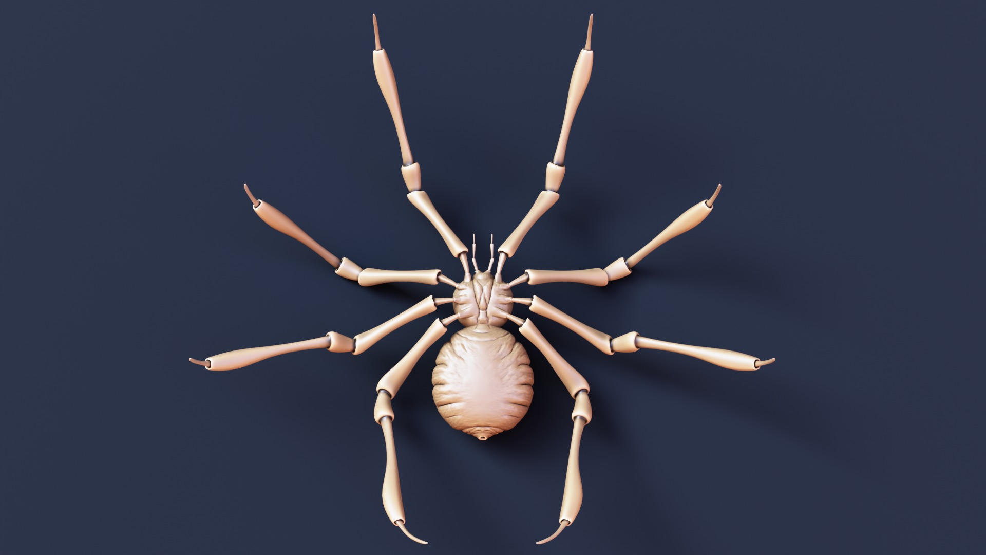 Stylized Spider Creature - High Poly Fantasy 3D Model 3D print model_9