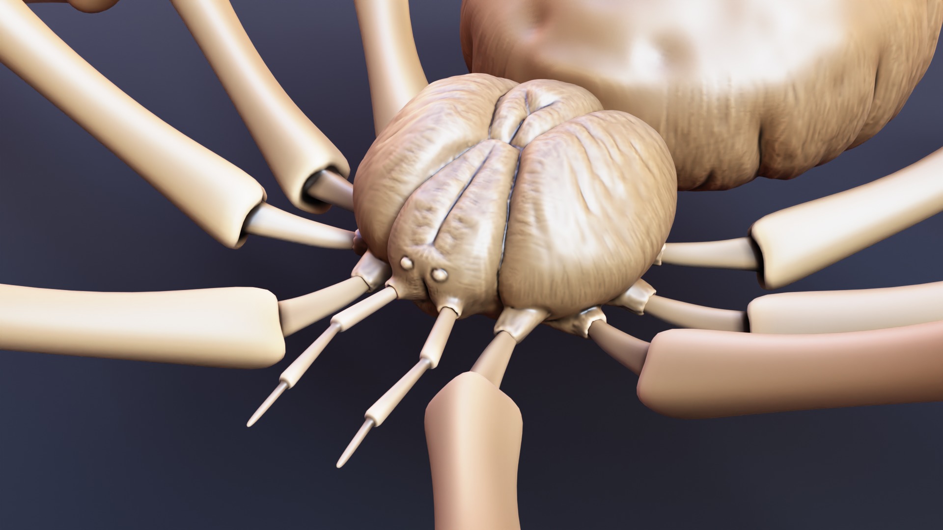 Stylized Spider Creature - High Poly Fantasy 3D Model 3D print model_2