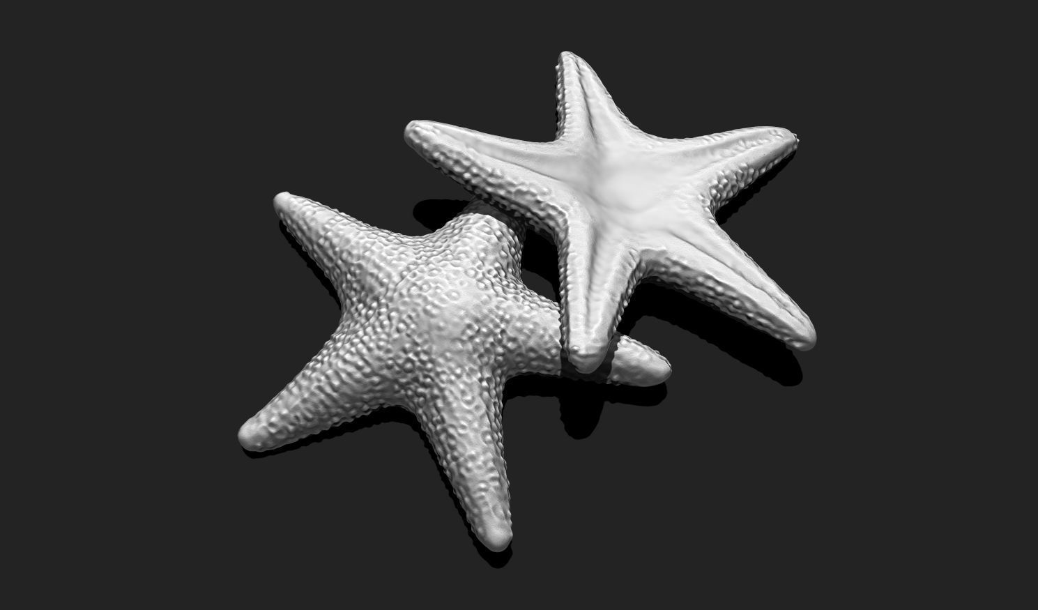 Starfish 5 - 3D Print - Aquarium 3D print model_14