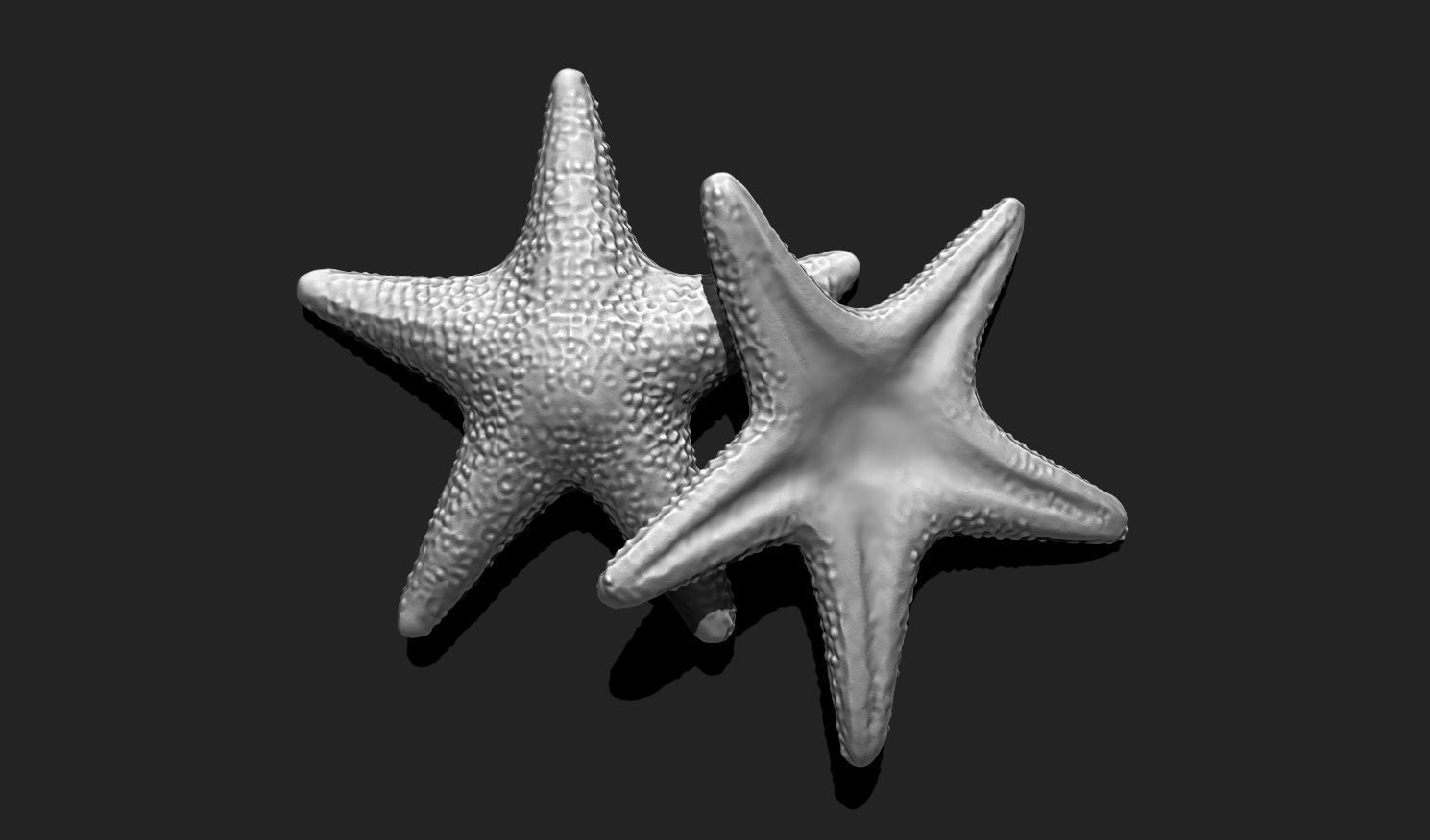 Starfish 5 - 3D Print - Aquarium 3D print model_13