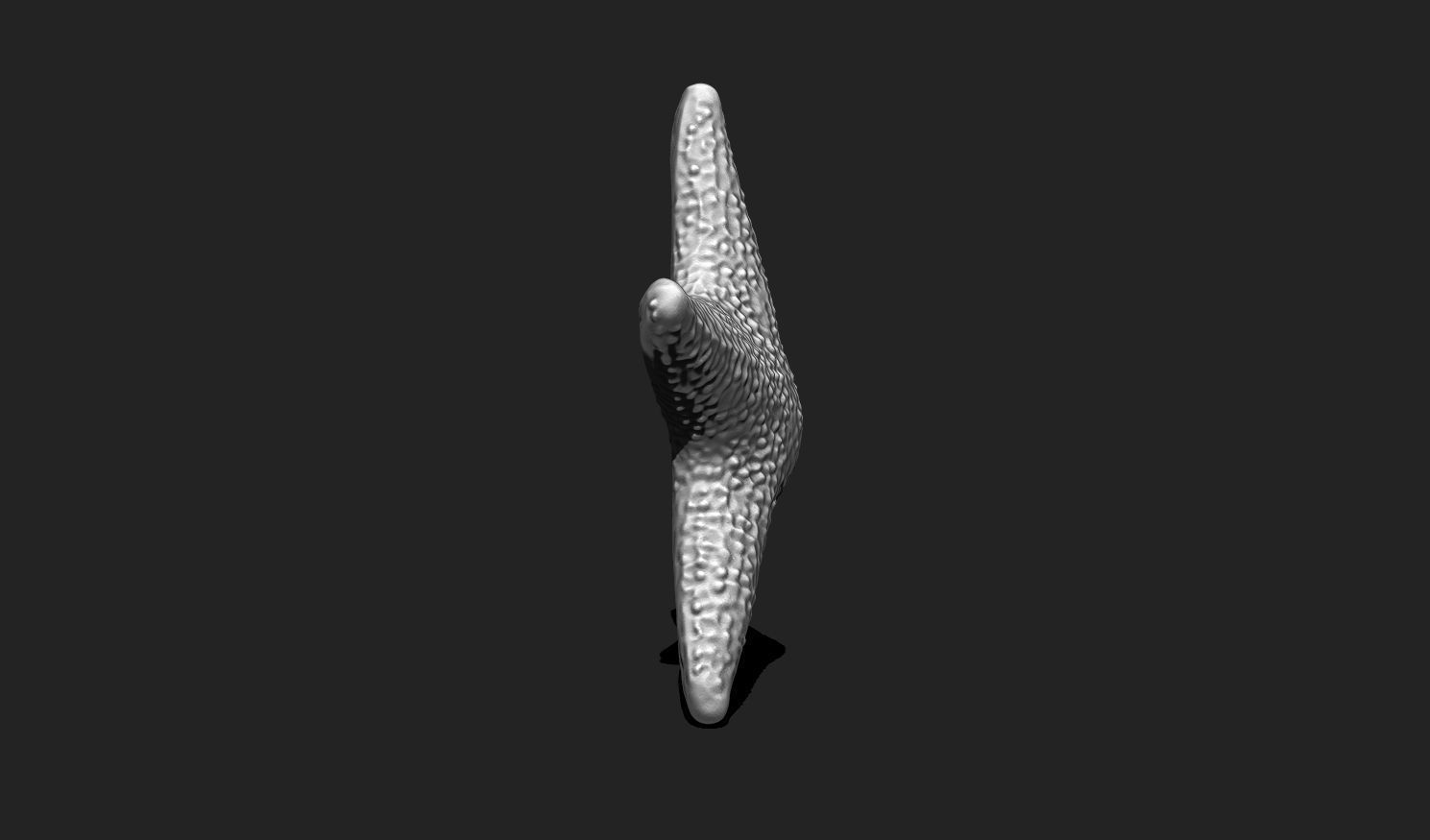 Starfish 5 - 3D Print - Aquarium 3D print model_4