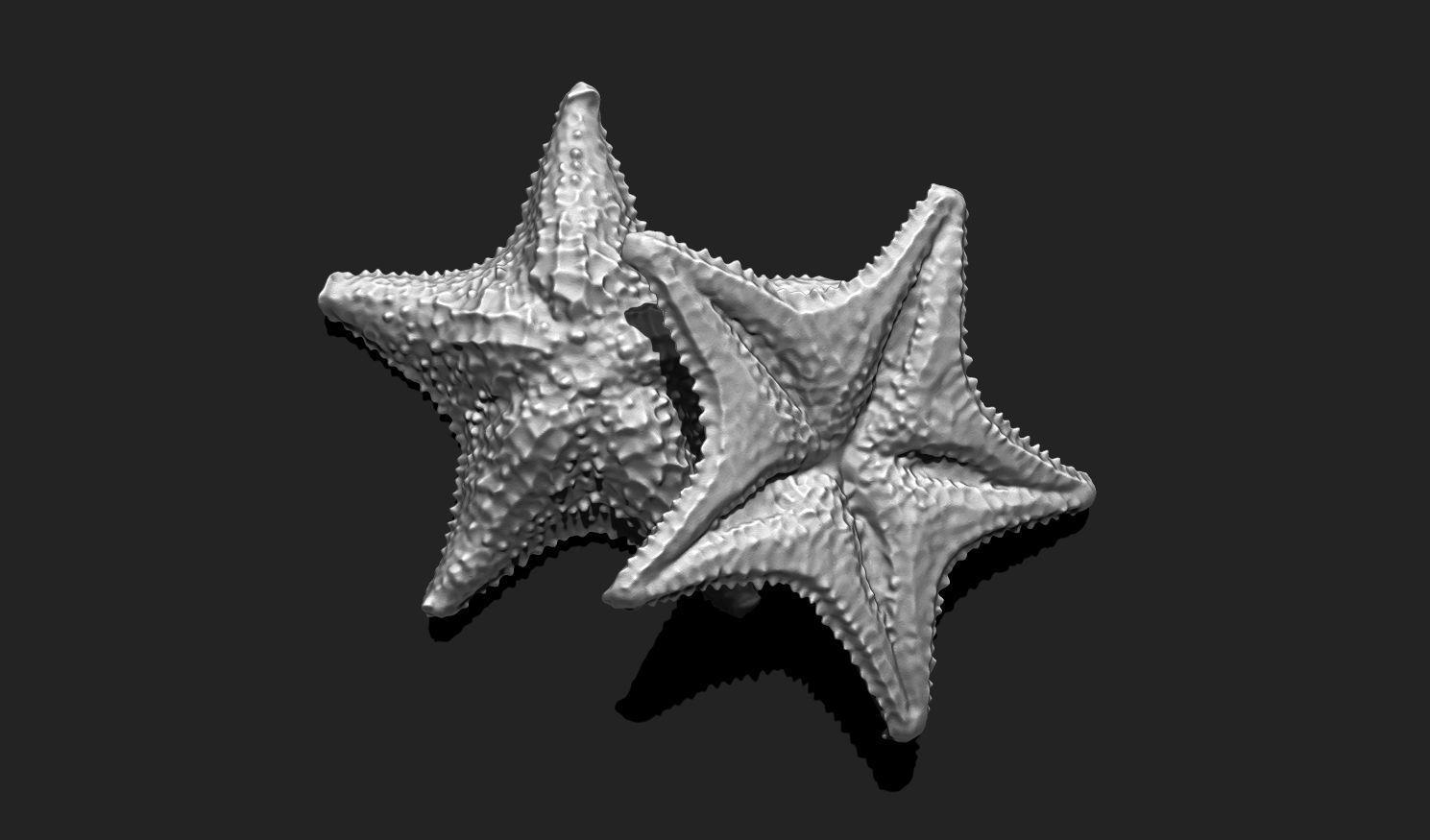 Starfish 6 - 3D Print - Aquarium 3D print model_13