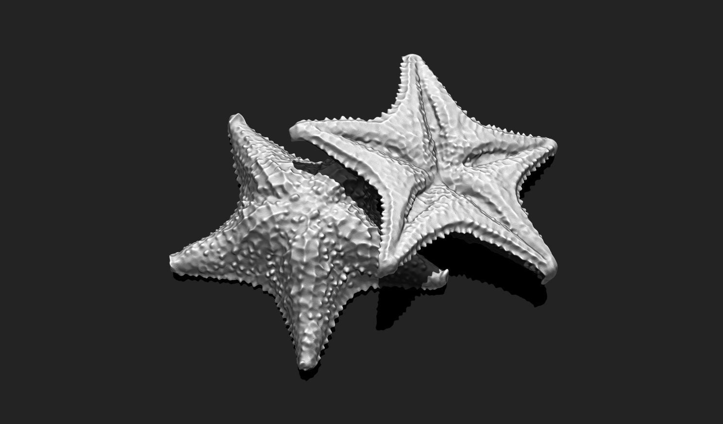 Starfish 6 - 3D Print - Aquarium 3D print model_14