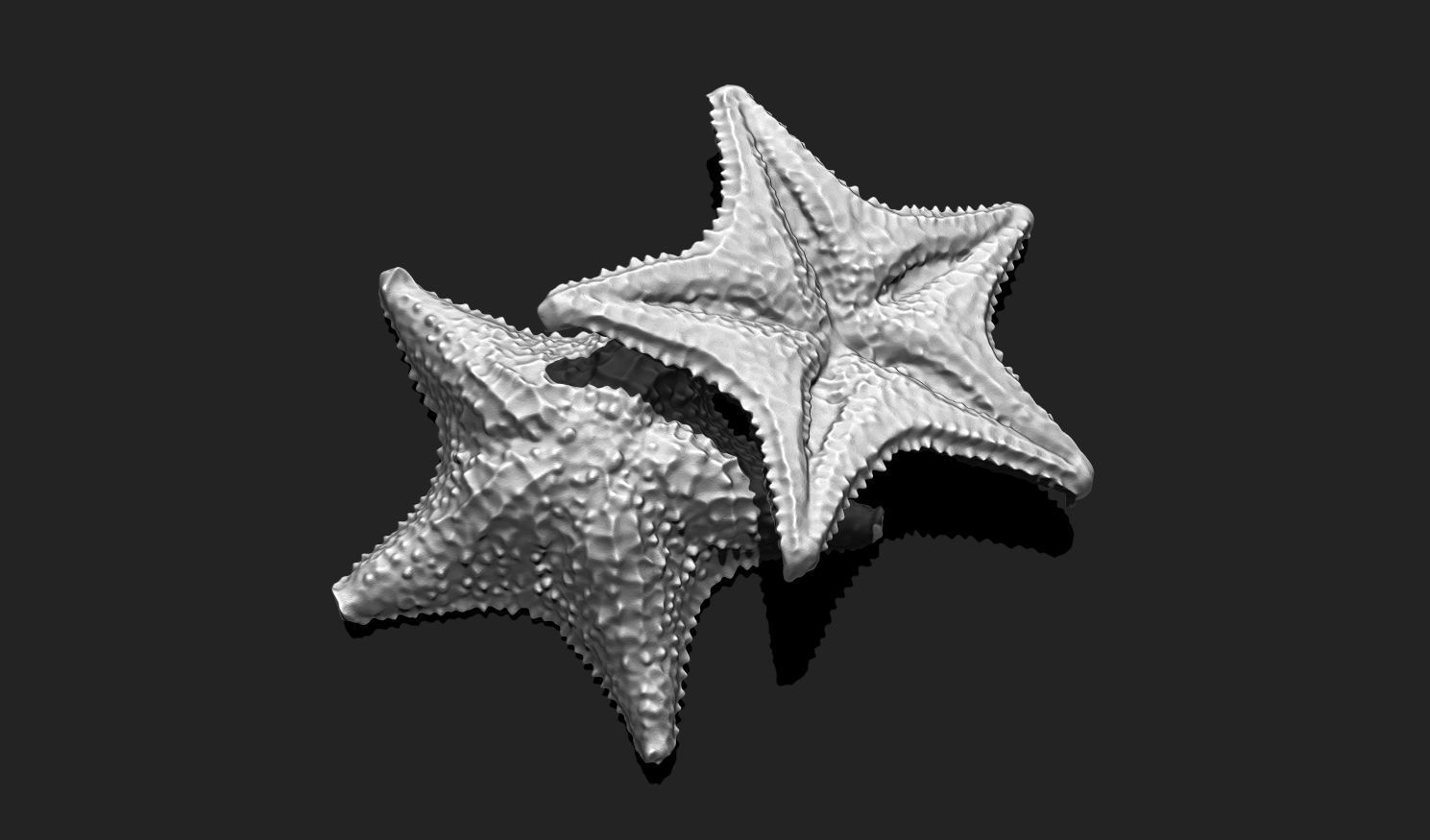 Starfish 6 - 3D Print - Aquarium 3D print model_15