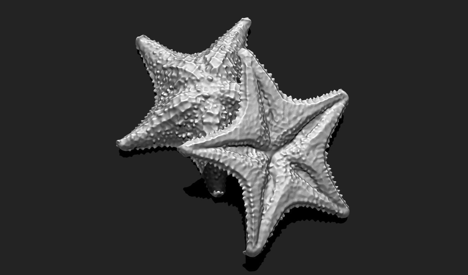 Starfish 6 - 3D Print - Aquarium 3D print model_16