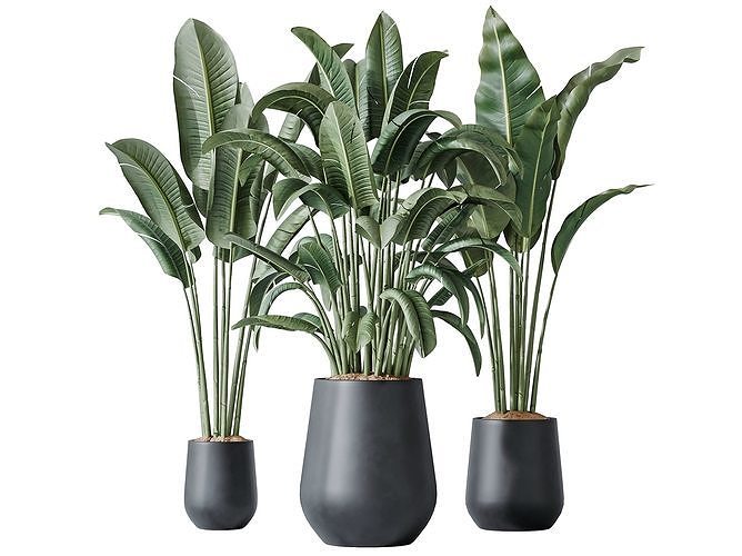 AV Indoor plants set 143 Bird Of ParadiseBird 3D model