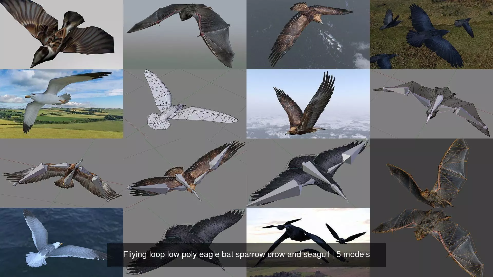 Fliying loop low poly eagle bat sparrow crow and seagull 3D Model Collection_0