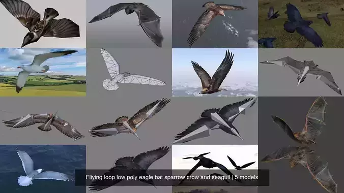 Fliying loop low poly eagle bat sparrow crow and seagull 3D Model Collection