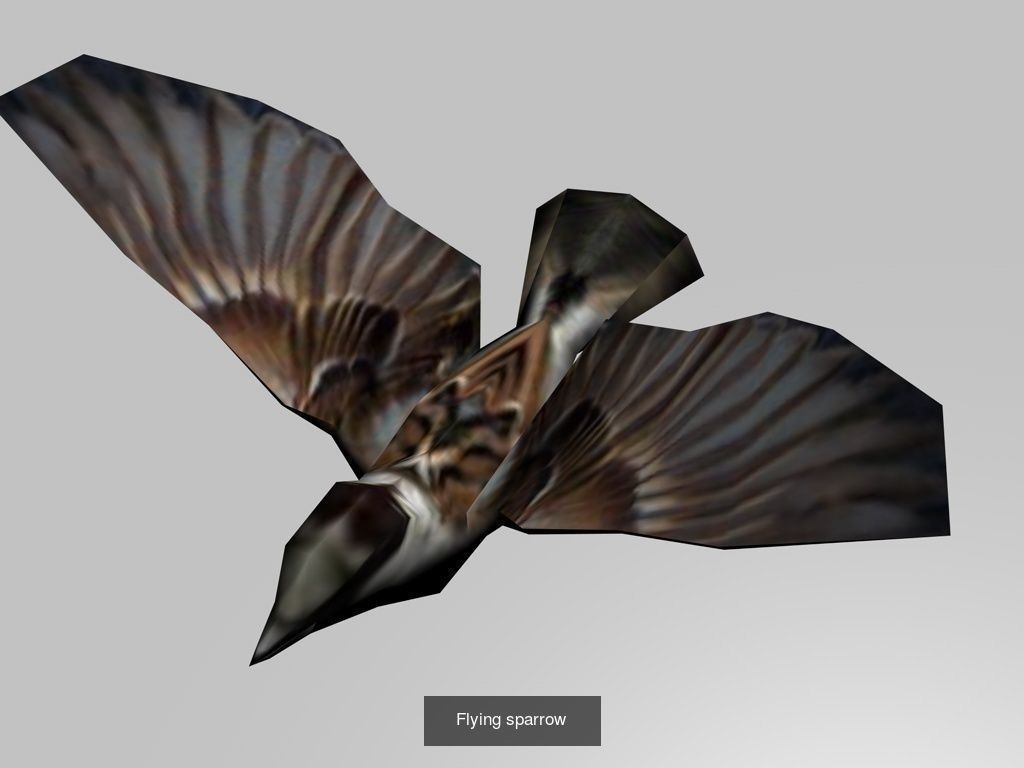 Fliying loop low poly eagle bat sparrow crow and seagull 3D Model Collection_9
