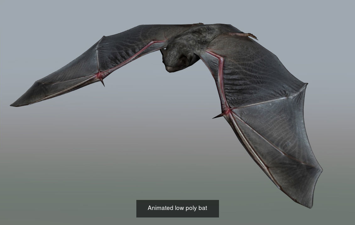 Fliying loop low poly eagle bat sparrow crow and seagull 3D Model Collection_6