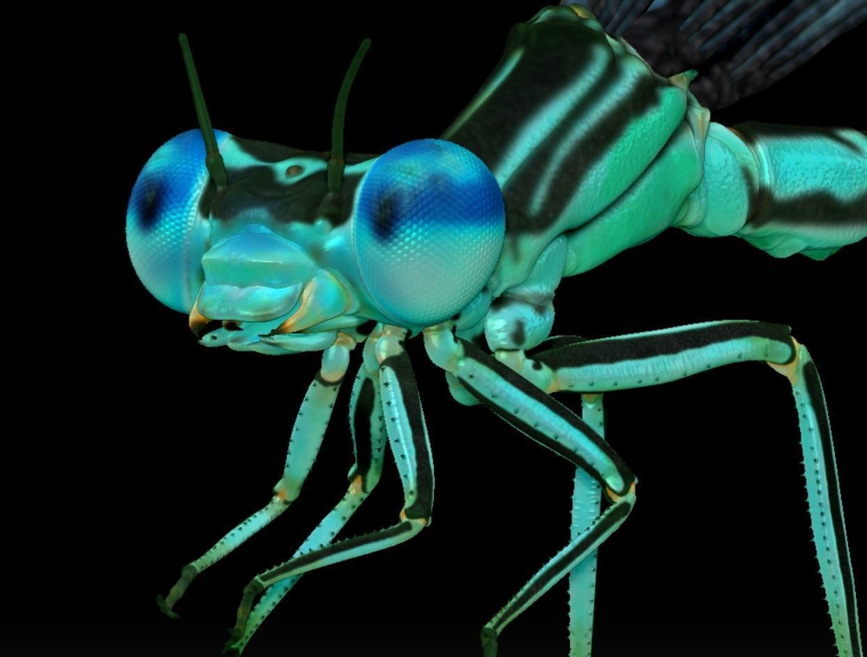 Dragonfly on a lotus flower 3D print model_4