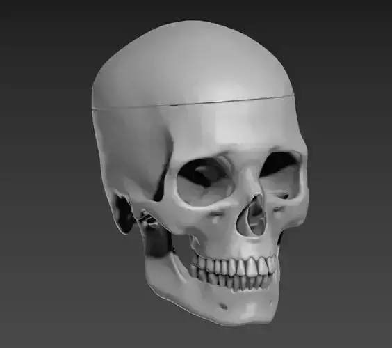  skul human 3D print model