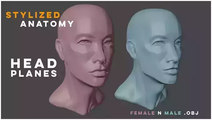 Stylized Head Anatomy for Artist - Head planes 3D model