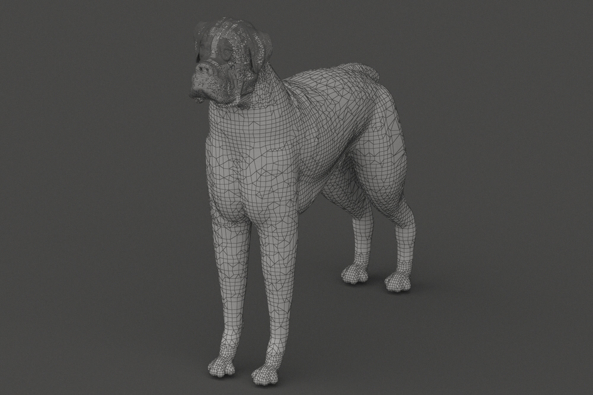 Boxer - 3D Dog Low-poly 3D model_6