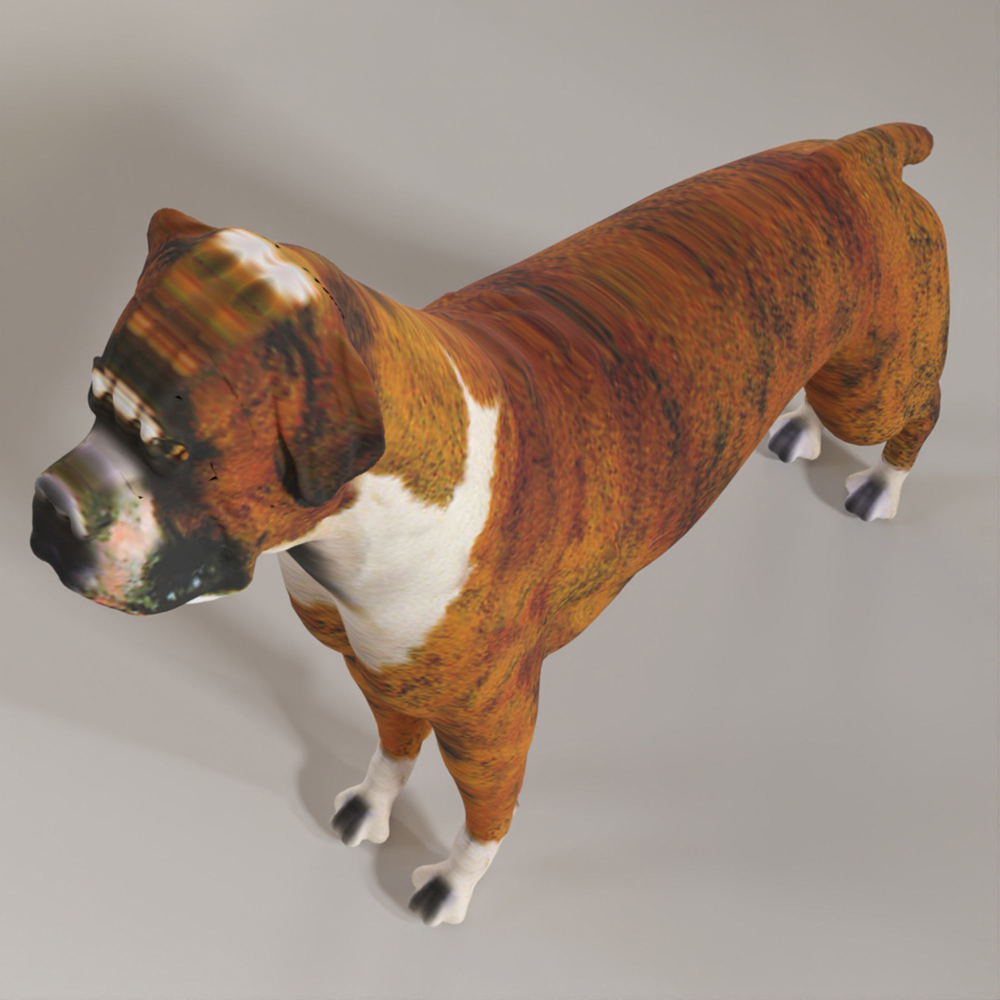 Boxer - 3D Dog Low-poly 3D model_3