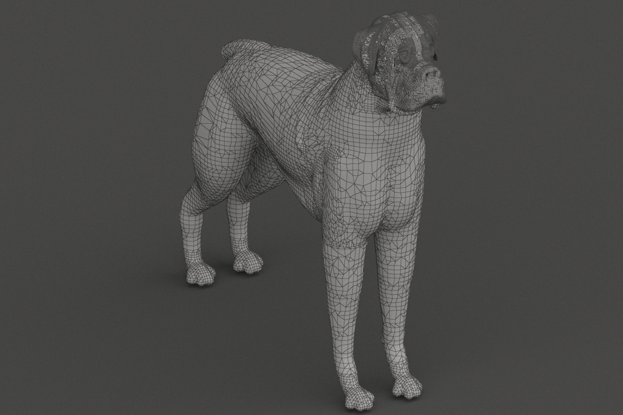 Boxer - 3D Dog Low-poly 3D model_5