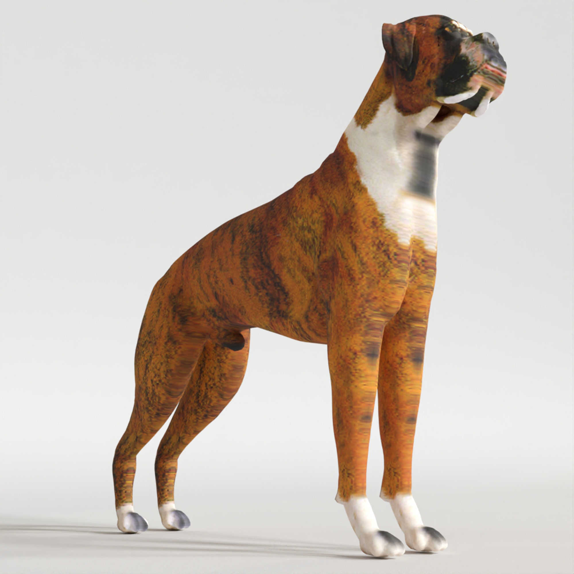Boxer - 3D Dog Low-poly 3D model_2