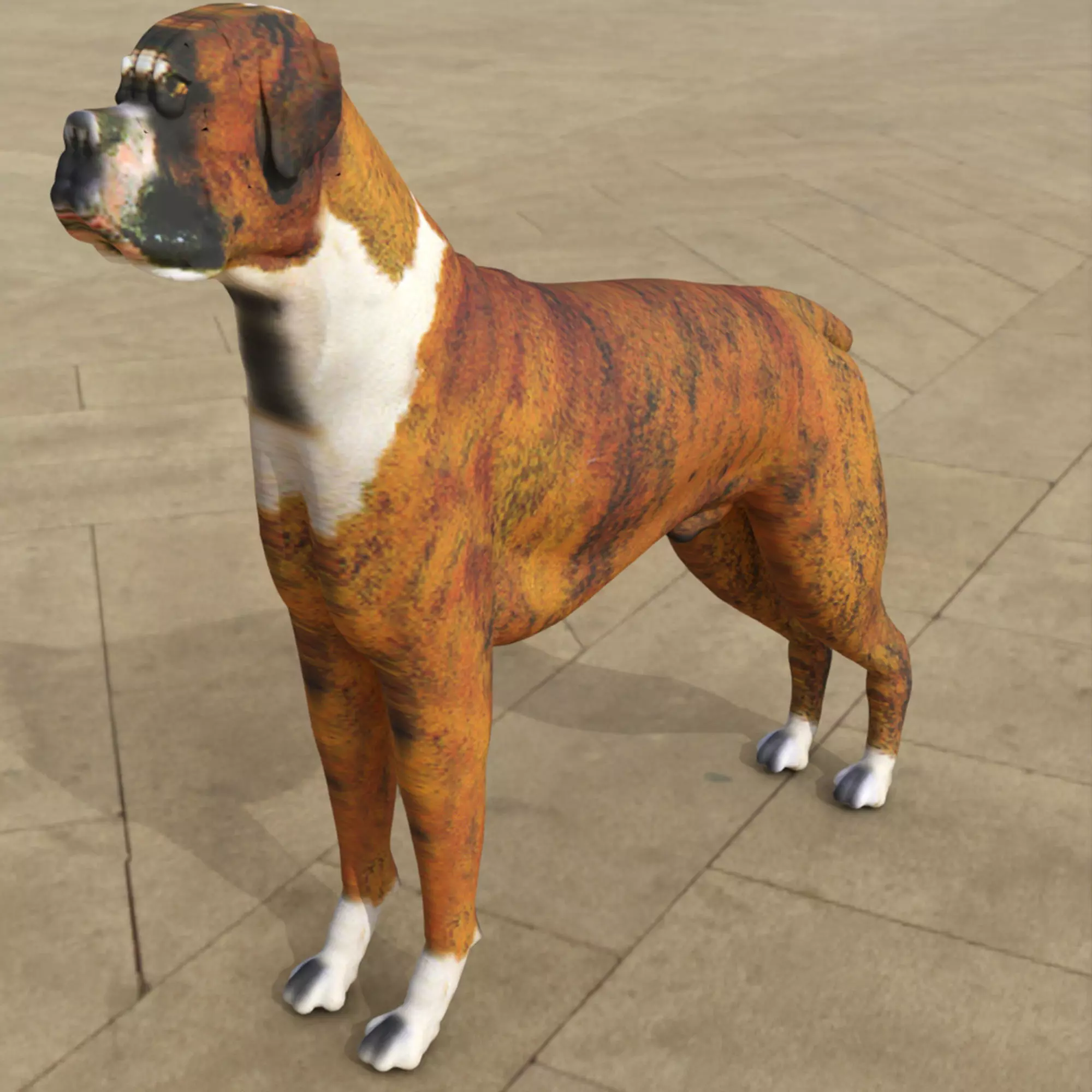 Boxer - 3D Dog Low-poly 3D model_0