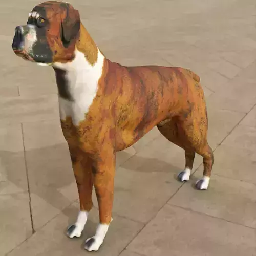Boxer - 3D Dog