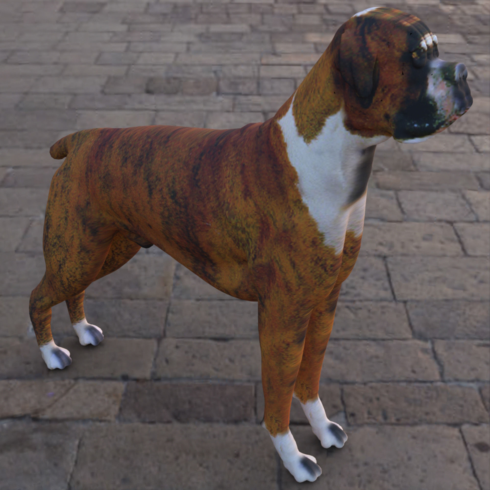 Boxer - 3D Dog Low-poly 3D model_4