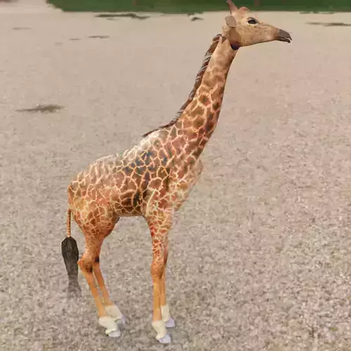 Giraffe