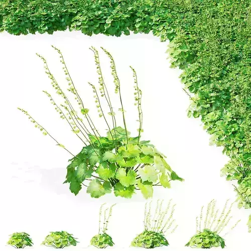 Tellima grandiflora 5 bushes