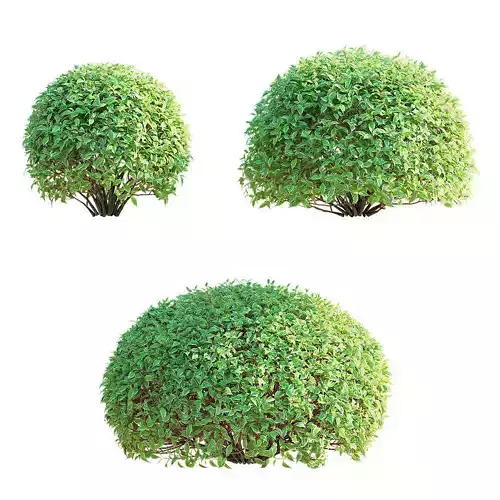 Cornus alba trimmed 3D model