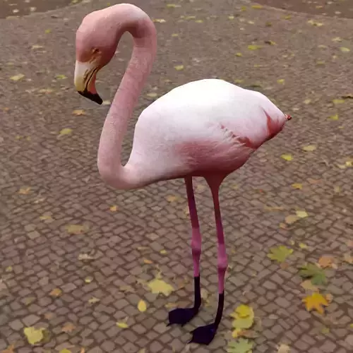 Flamingo
