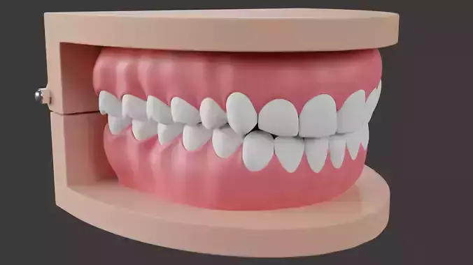 Cognate Typodont Jaw Set  Low-poly 3D model