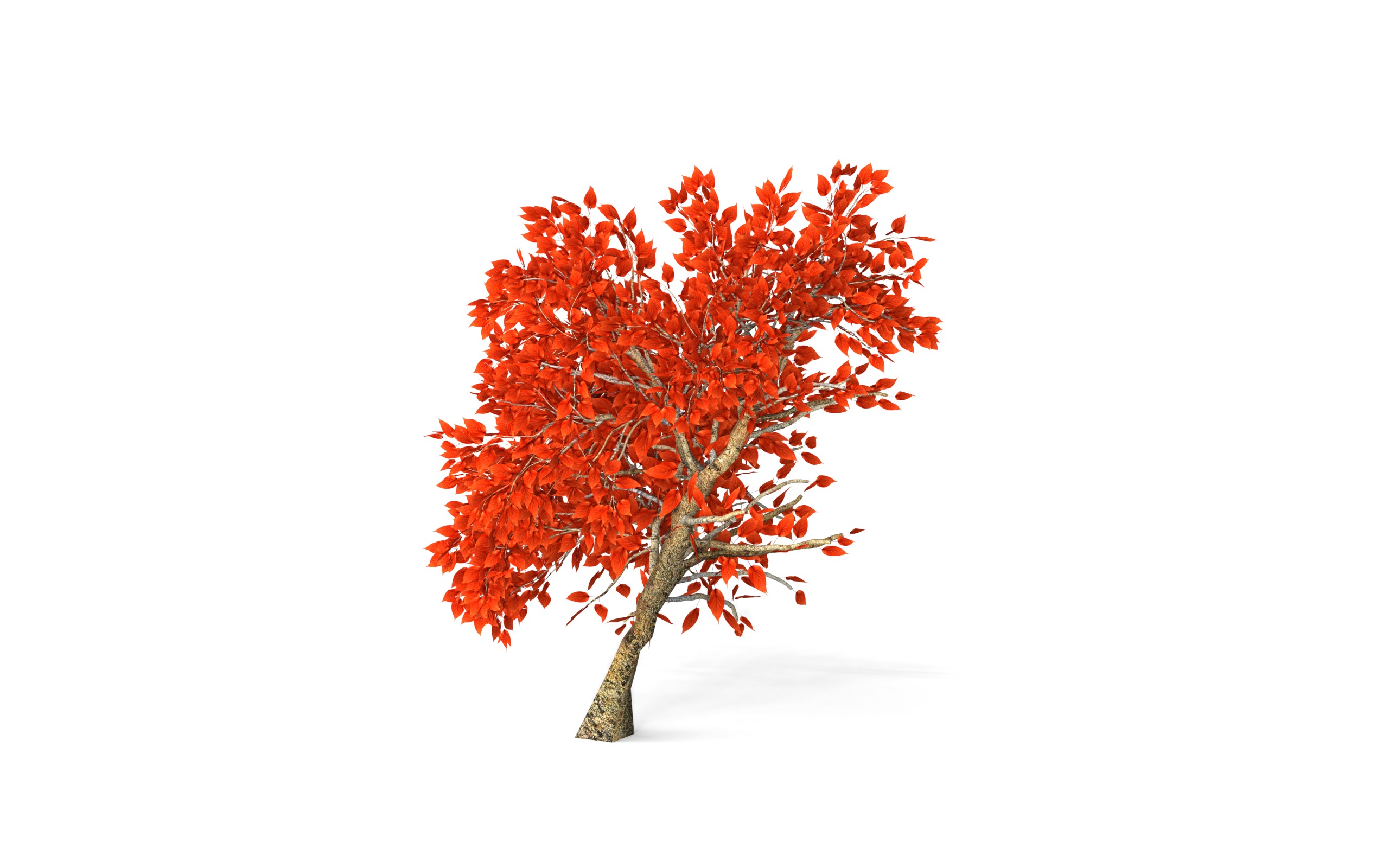 Maple Tree with Red Leaves 3D model_3