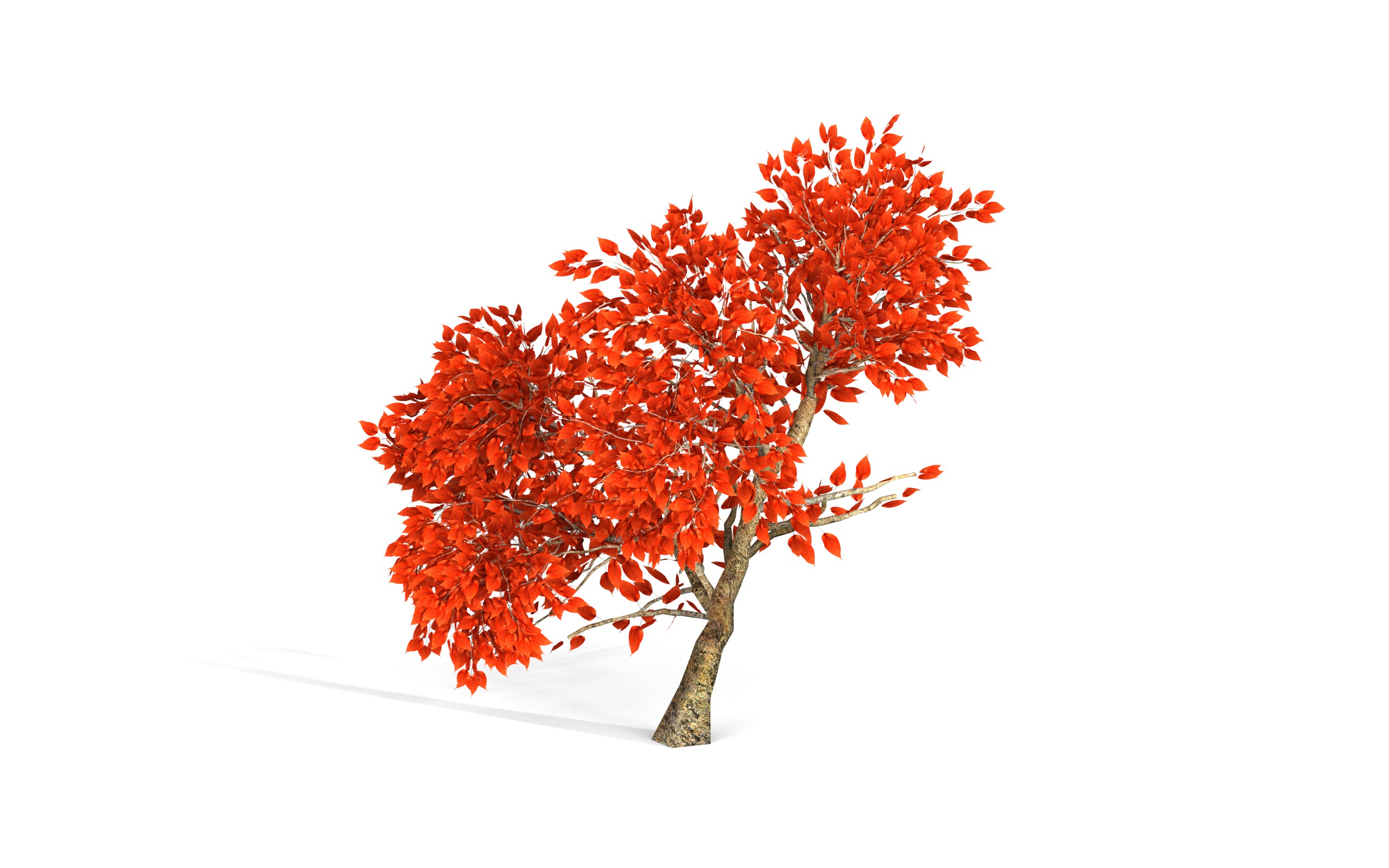 Maple Tree with Red Leaves 3D model_2