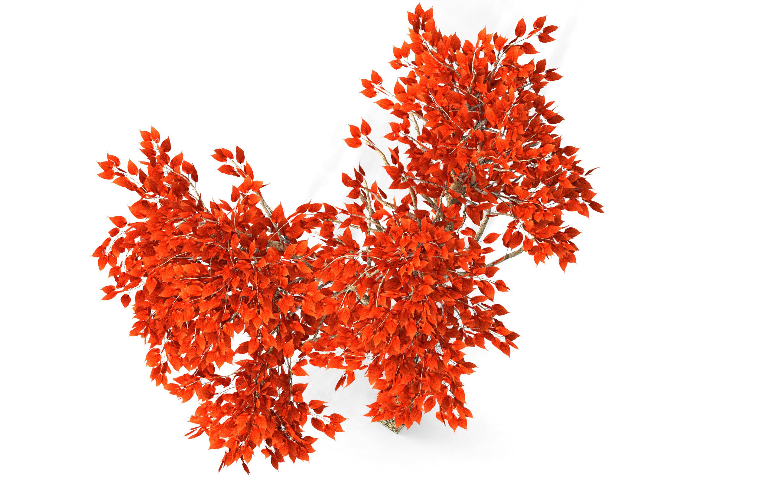 Maple Tree with Red Leaves 3D model_5