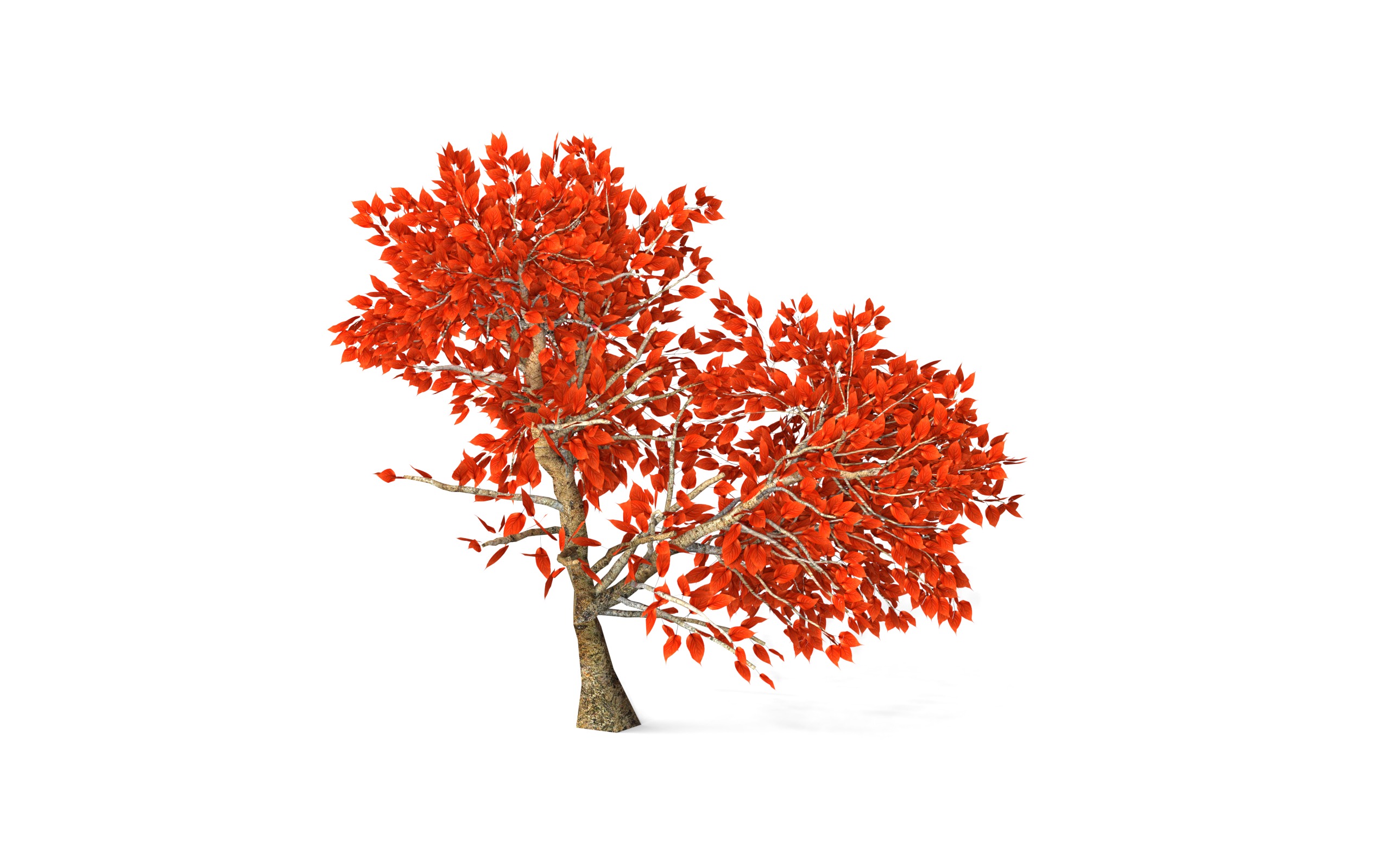 Maple Tree with Red Leaves 3D model_4